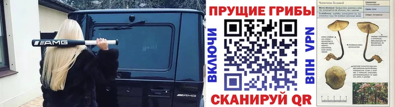 где купить наркоту  ссылка на мегу сайт  Псилоцибиновые грибы GOLDEN TEACHER  Каменногорск 